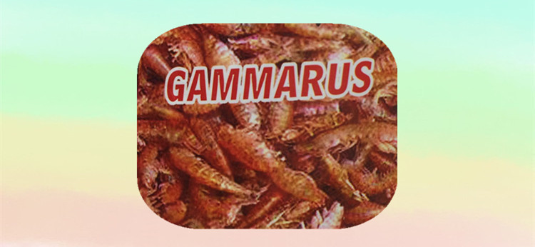 Wholesale fish feed, turtle feed, fish food, turtle food, dried hook shrimp Gammarus can be traded for export pic 6