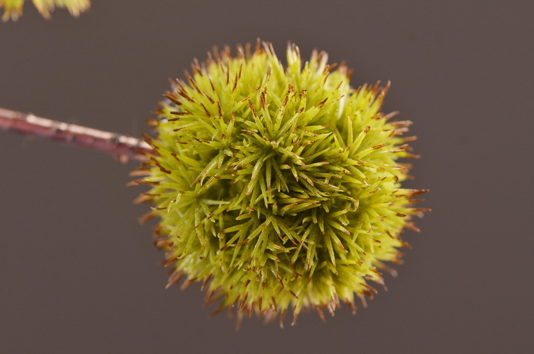 Factory direct sales of realistic chestnut fruit branches, home decoration realistic simulation flowers, model rooms, hotel soft decoration realistic fruits pic 5