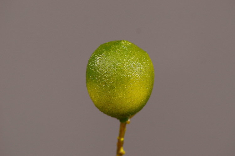3-7绿色柠檬.JPG