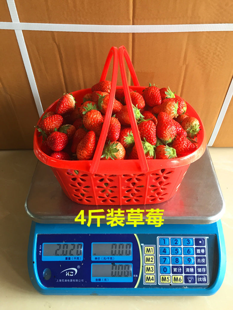 草莓采摘篮塑料水果篮-斤蓝莓樱桃桑葚杨梅手提塑料筐快递包邮详情8