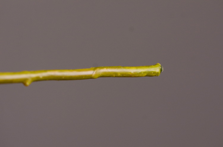2-13绿色含羞草.JPG