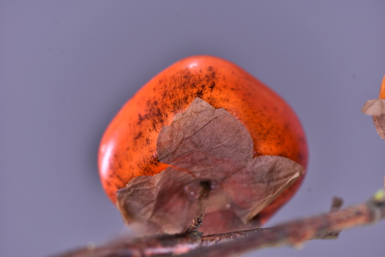 Wholesale of artificial persimmons, home living room model room soft decoration ornaments, money fruit, high-end artificial berries, decorative artificial flowers pic 9