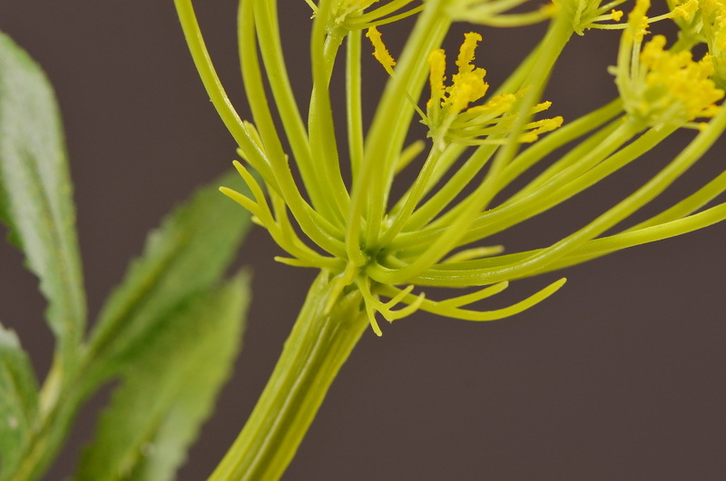 Wholesale of artificial lace and artificial green plants from the original factory, flower arrangement materials, and artificial plants for home, hotel, wedding and decoration pic 31