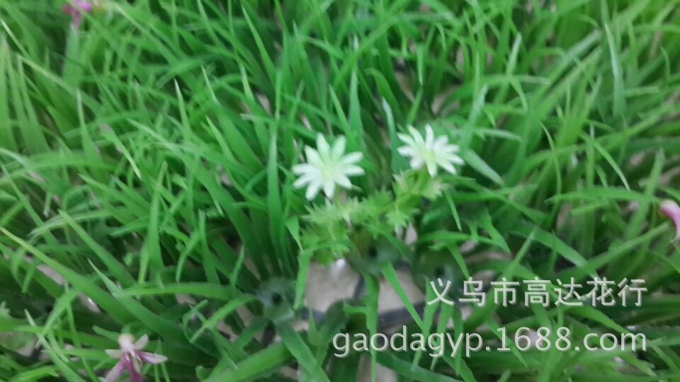 Plastic lawn, little star, little purple flower, water plant, plastic water plant, artificial money lawn, eucalyptus lawn pic 7
