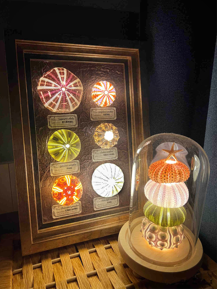 Mushroom, shell, sea urchin shell, retro atmosphere night light diy material package, birthday gift for children, decorative item pic 3