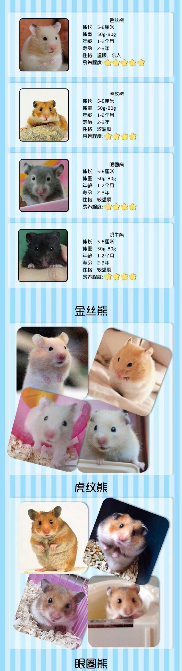 仓鼠批发小银狐布丁三线紫仓包活情侣幼崽一只金丝熊活体宝宝一对详情4