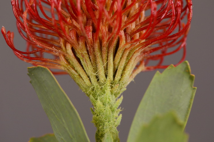 Factory direct sales, wholesale of in-stock inventory of artificial large needle cushion flowers, artificial flower sets, wholesale of living room, dining table, entrance hall, desktop decoration, flower arrangement and ornaments pic 28