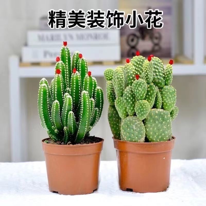 开花聚财山仙人掌办公室内花卉盆栽桌面摆设装饰招财花盆好养不死详情8