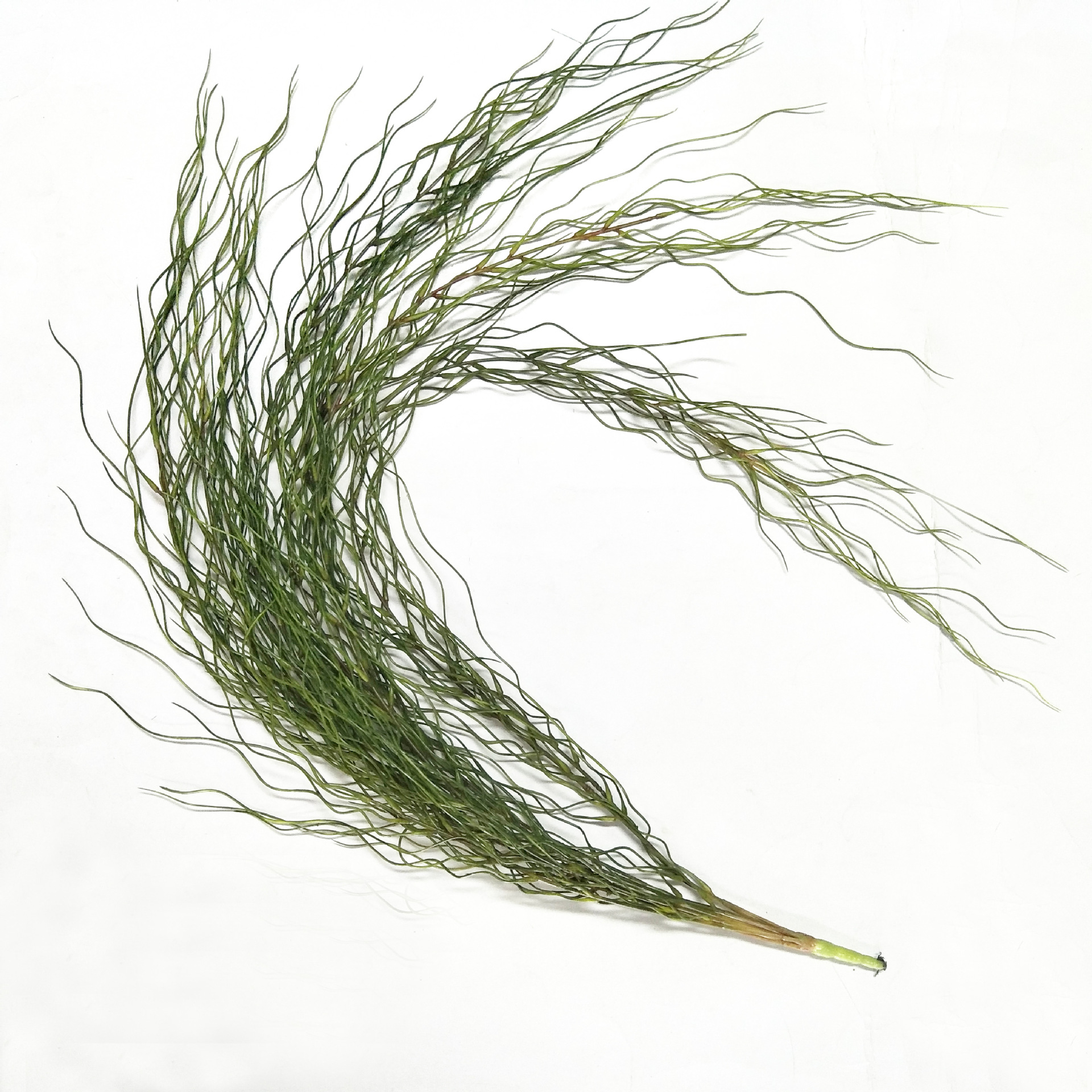 Artificial flowers, artificial lawns, artificial trees, artificial flowers, artificial lawns, artificial trees, plant wall accessories, artificial prayer beads, artificial dragon whiskers, plant wall decoration, real photos of artificial grass, willow leaves across the river, artificial flowers, artificial lawns, artificial trees pic 3