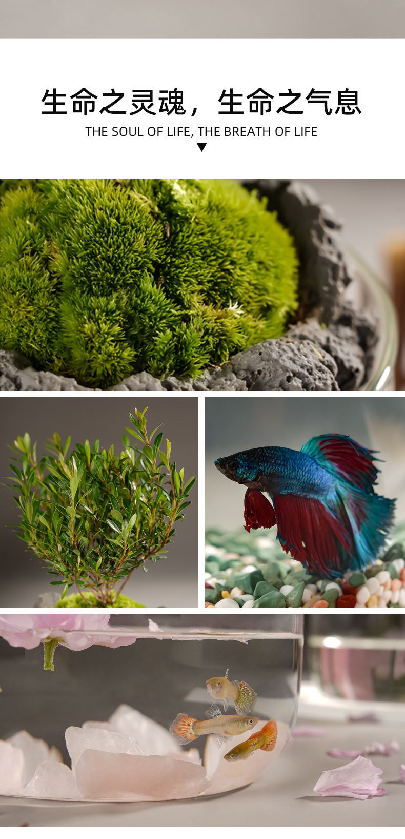 Wholesale transparent micro-landscape glass vase ornaments, hydroponic ecological bottles, diy moss tanks, succulent flower POTS, glass jars pic 21