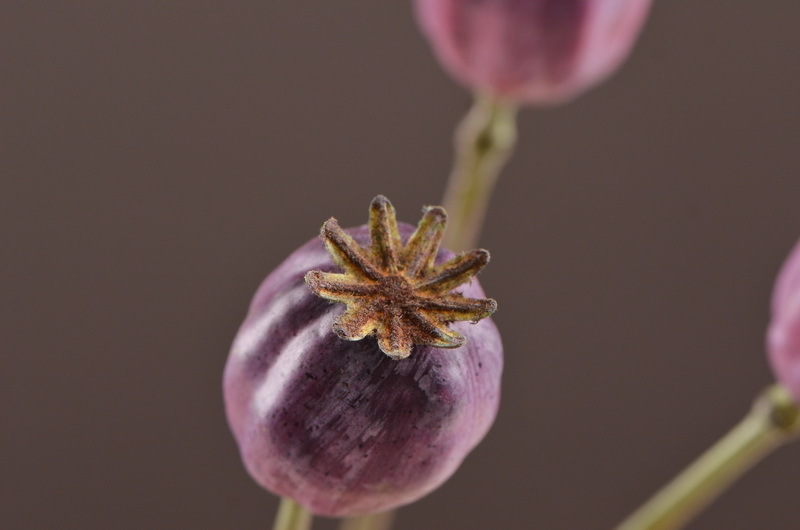 Wholesale of high-end artificial fruits, artificial flowers, photography props, teaching AIDS, dried artificial flowers and flower arrangement materials from the original factory pic 32