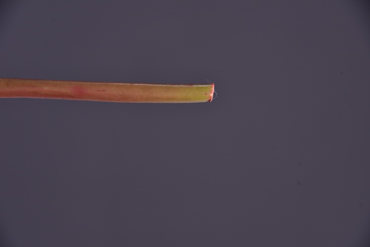 Factory direct sales of high-end artificial dahlia with realistic touch, wholesale of high-end artificial dahlia for home decoration, shopping malls and hotels pic 26