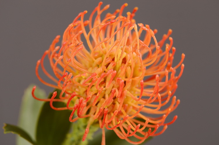 Factory direct sales, wholesale of in-stock inventory of artificial large needle cushion flowers, artificial flower sets, wholesale of living room, dining table, entrance hall, desktop decoration, flower arrangement and ornaments pic 38