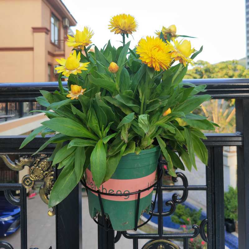 Circular flower pot hanging rack, ironwork guardrail, flower pot hanging rack, balcony hanging flower pot rack, railing rack pic 16
