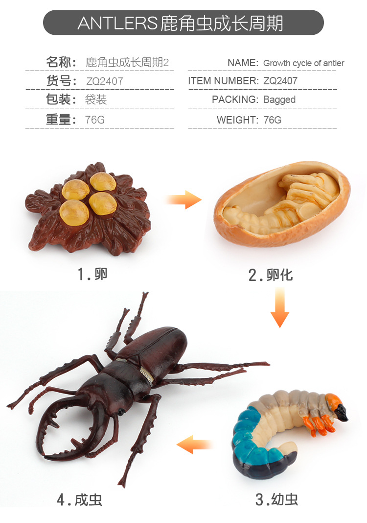 成长周期_07.jpg