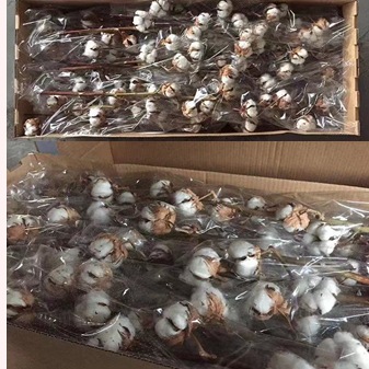 Natural plant dried flowers, imported cotton 9-head or 8-head flower arrangement, soft furnishing handicrafts and flower matching pic 3