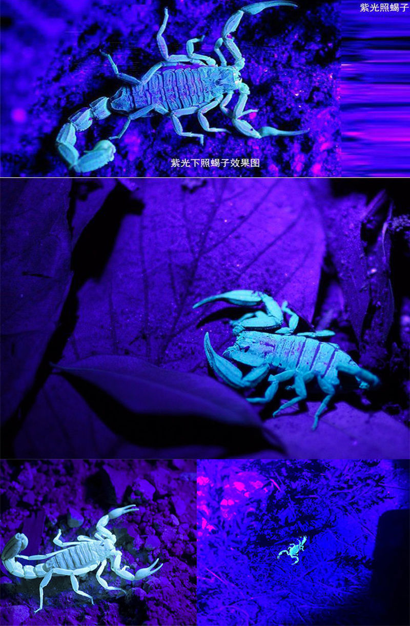 8+1 lithium battery ultraviolet scorpion-catching special headlamp led purple light scorpion-catching scorpion lamp strong light rechargeable pic 1