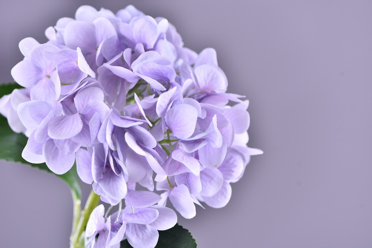 Factory supply of artificial hydrangeas, high-end hydrangea wholesale, wedding, home, hotel landscaping, main flowers, decorative artificial flowers pic 28