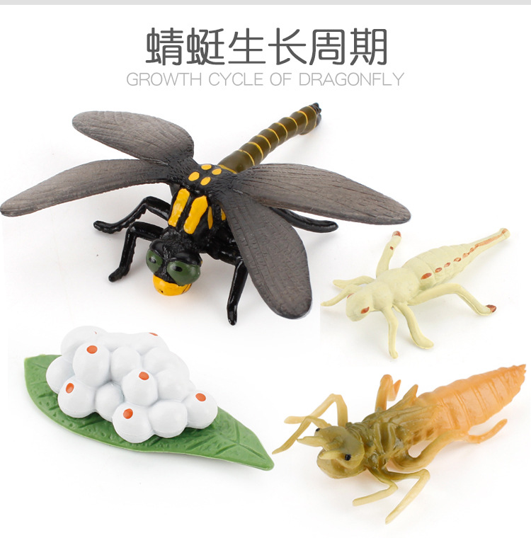 蜻蜓成长周期_02.jpg