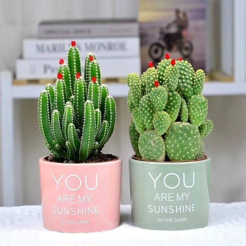 开花聚财山仙人掌办公室内花卉盆栽桌面摆设装饰招财花盆好养不死详情7