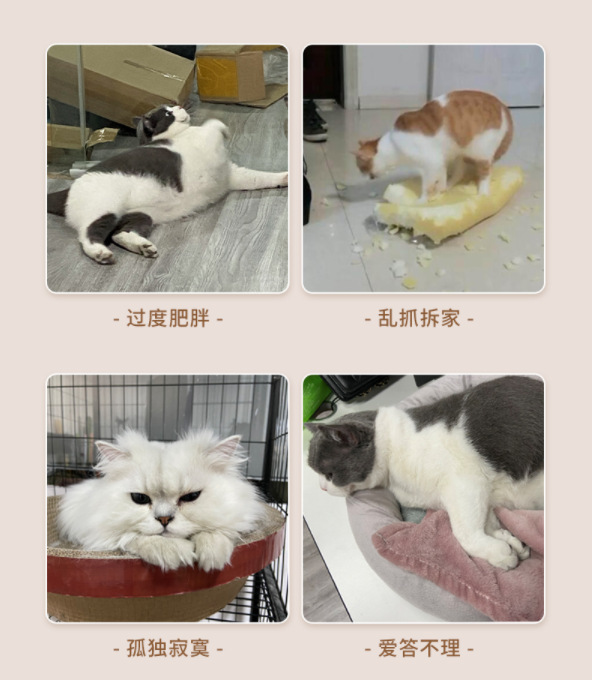 Cat suction cups, cat toys, self-entertaining and boring gadgets for kittens, steel wire elastic and resistant to biting, table tennis toys, cat supplies pic 4