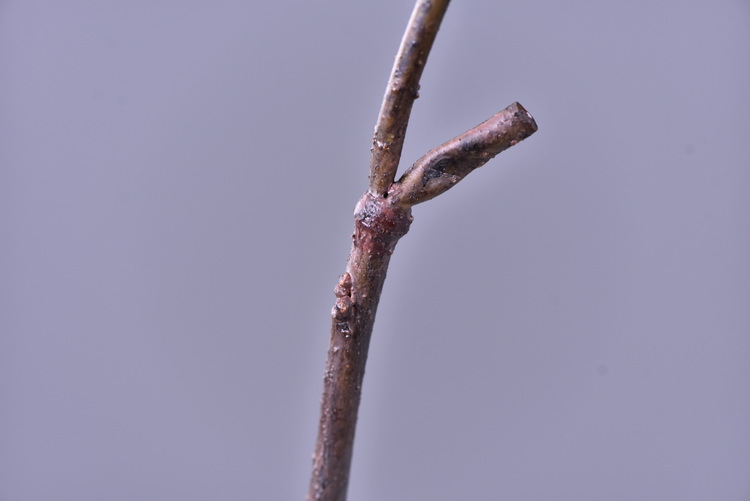 Factory wholesale of artificial leaves, autumn leaves, artificial peach leaves, wood leaves, flower arrangements, leaf materials, soft decoration, visual merchandising, floral design, and plants pic 8