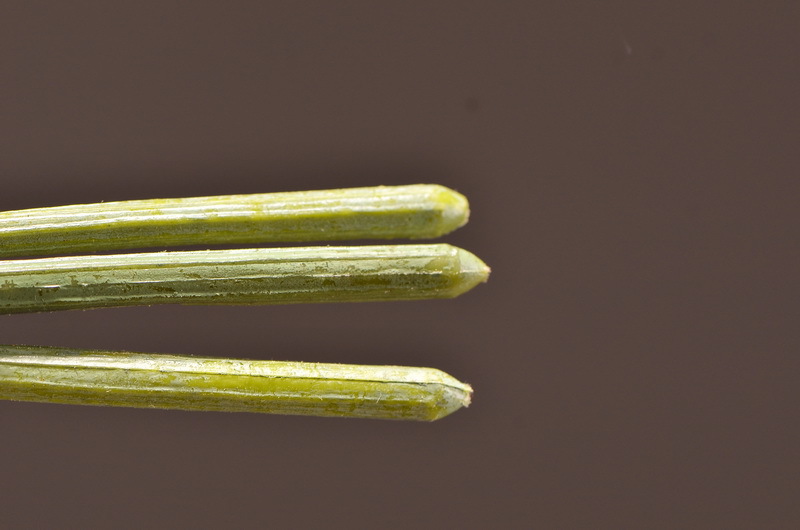 Original factory products, artificial fruits, flower arrangement materials, wabi-sabi style, simple country style, artificial fruits wholesale, artificial flowers pic 9