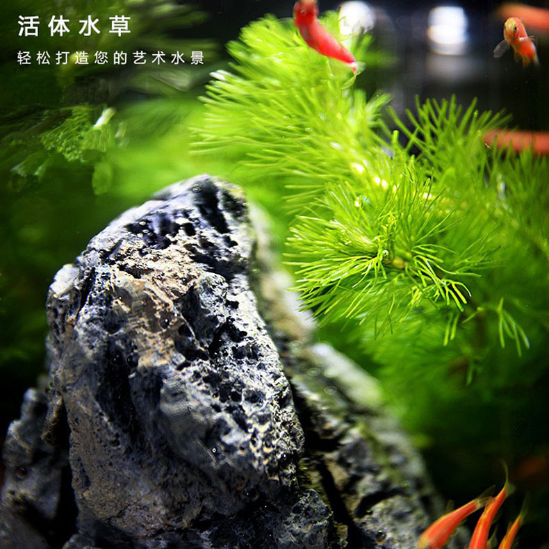 Ecological bottle micro-landscape, small office desktop, fish tank landscaping, fighting fish, glass tank, aquarium living room creativity pic 9