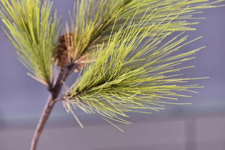 Factory direct sales of artificial Masson pine, Wabi-sabi style, Chinese Zen style artificial plants, wedding and banquet decoration green plants, pine needles pic 24