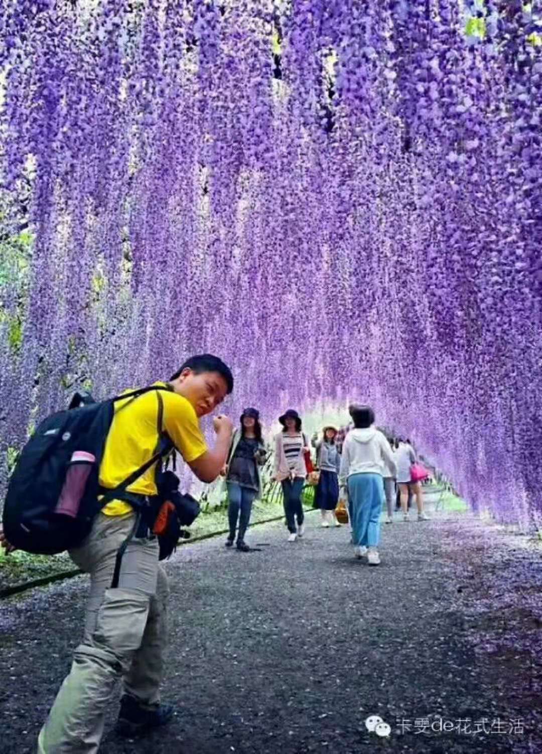 110CM simulated wisteria flower, simulated bean flower branch, bean flower strip, simulated wisteria hanging, simulated bean flower branch, wisteria strip pic 28