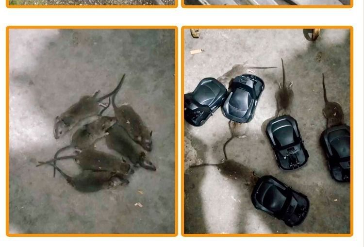 Rat trap, household rat killer, clip, fully automatic one-nest, end trap, sticky rat board, tear and stick, tear and stick, others pic 18