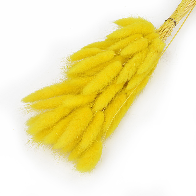 兔尾草干花真花永生花满天星干花花束批发家居装饰插花拍摄道具                               详情6