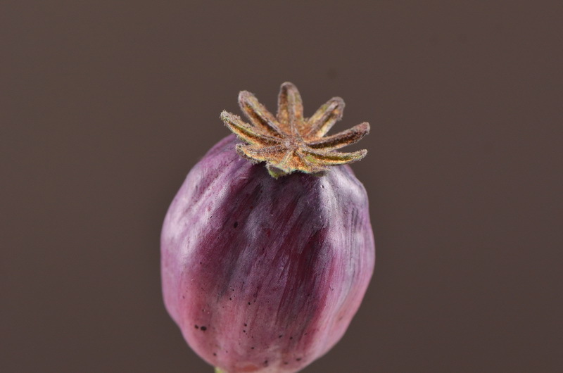 Wholesale of high-end artificial fruits, artificial flowers, photography props, teaching AIDS, dried artificial flowers and flower arrangement materials from the original factory pic 33