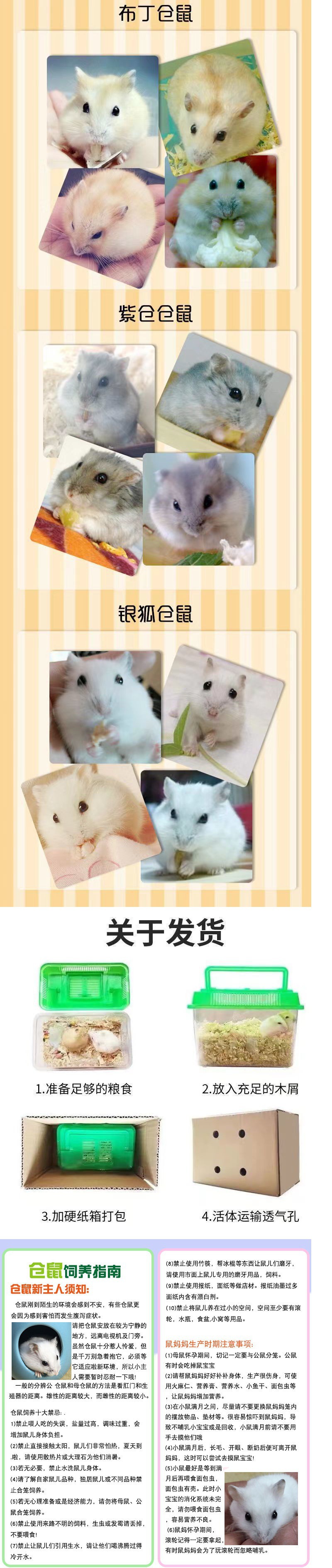 仓鼠批发小银狐布丁三线紫仓包活情侣幼崽一只金丝熊活体宝宝一对详情6