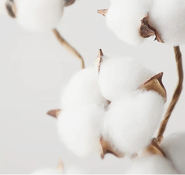 袜子春夏吸汗女士纯棉船袜薄款浅口纯色网眼透气短筒袜抗起球袜子详情10