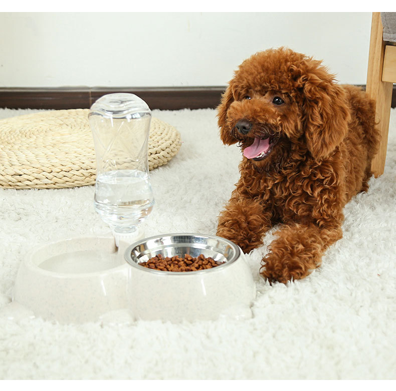 لوازم الحيوانات الأليفة: وعاء للكلاب، وعاء للقطط، وعاء من الصلب غير القابل للصدأ، وعاء طعام للقطط pic 9