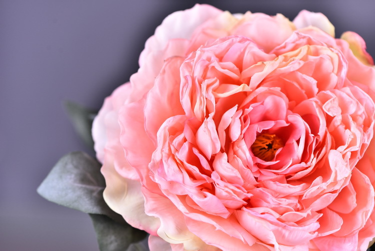 Factory direct sales of faux peonies with charred edges, wholesale of retro faux paeonies, living room and dining table flowers, wedding decoration artificial flowers pic 24