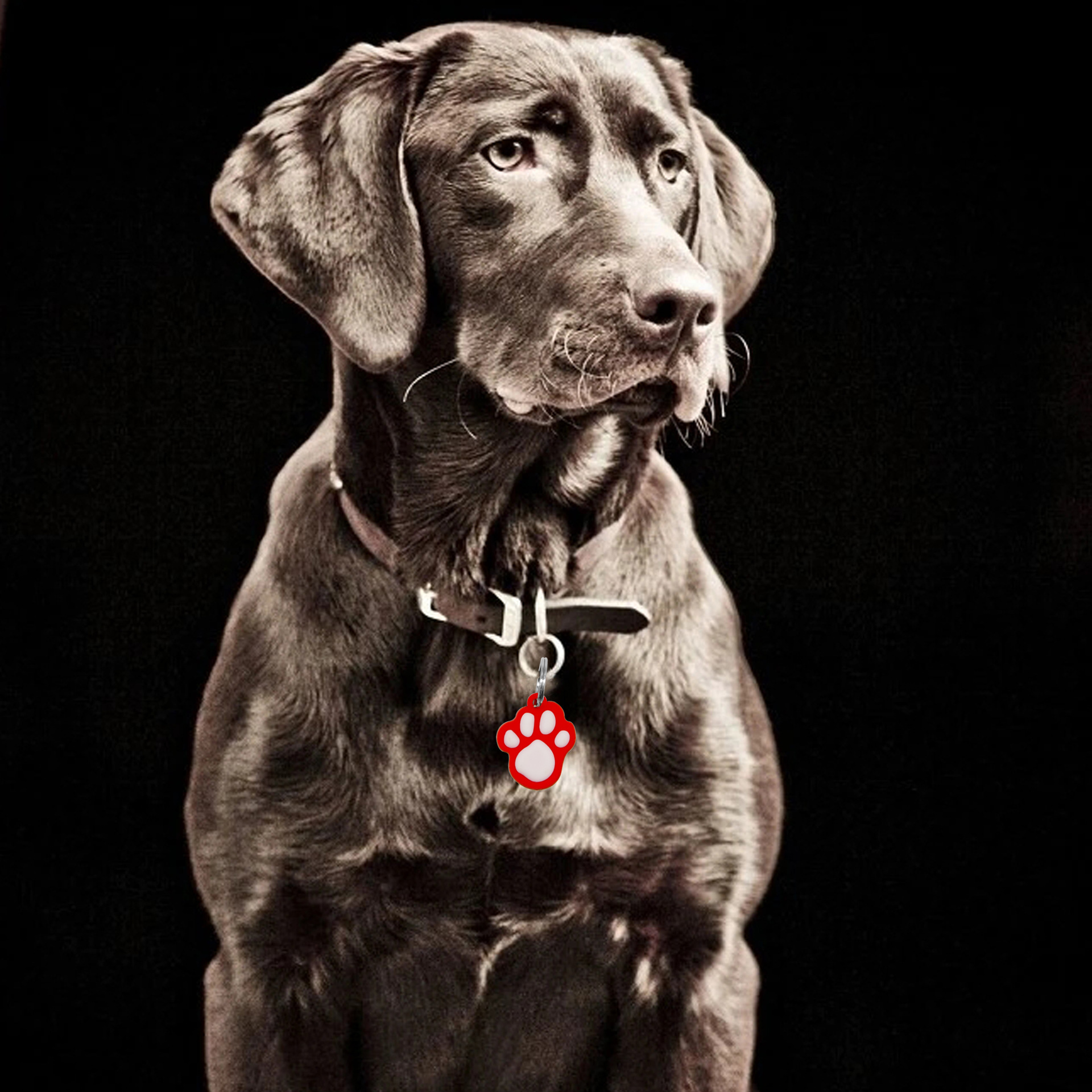 Seis etiquetas de perro para mascotas moe favorite palm shape gotejar pegamento collar para mascotas listado silicona pet id tag pic 2