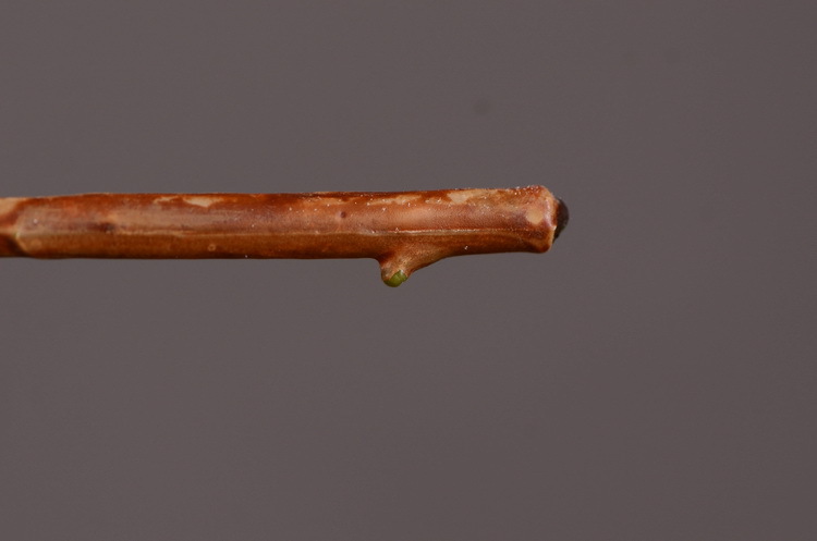 Dongli Wholesale Factory Director Direct sales of artificial ginkgo nuts, artificial flowers, wholesale of artificial flowers, home decorations, living room and dining room flower arrangements, flower art, artificial berries and fruits, one-piece consignment pic 27