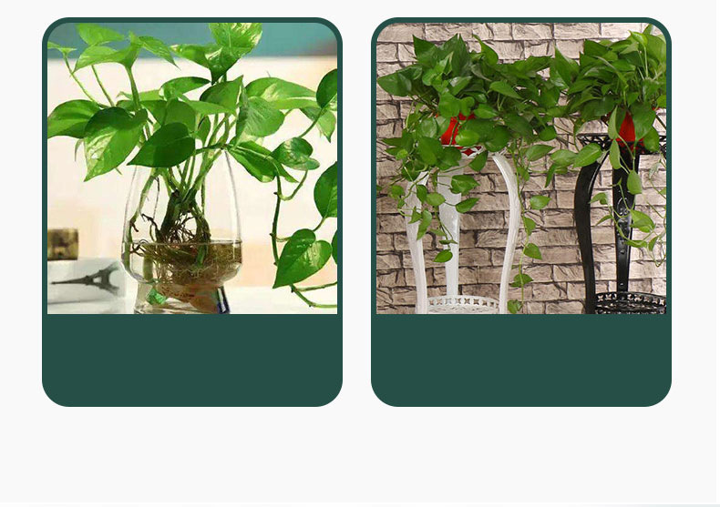 藤蔓绿植无痕攀爬免钉贴墙上神器理线夹自粘式挂钩绿萝爬墙固定器详情5