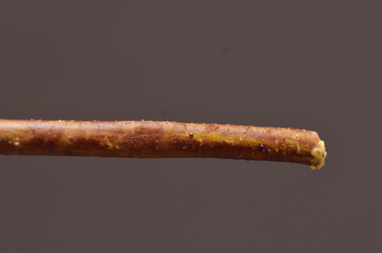 Dongli Factory direct sales, wholesale of artificial flowers, purple mist grass, purple dew grass, home decoration, artificial living room model rooms, artificial flower ornaments, one-piece consignment pic 14