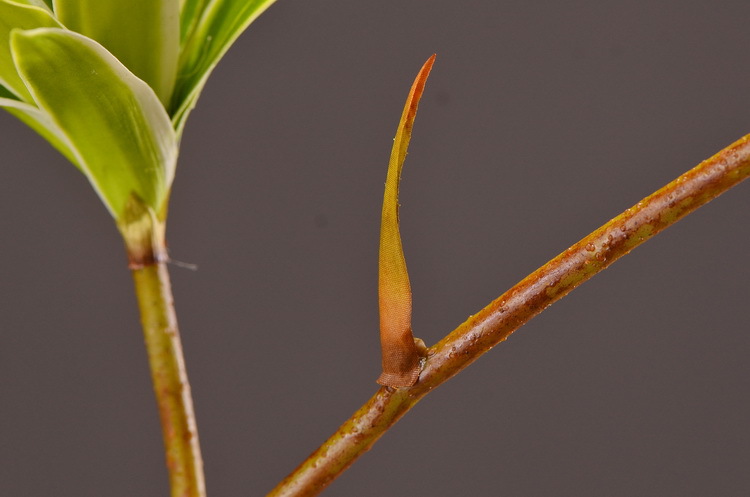 Dongli Factory direct sales, wholesale of artificial flowers, purple mist grass, purple dew grass, home decoration, artificial living room model rooms, artificial flower ornaments, one-piece consignment pic 11