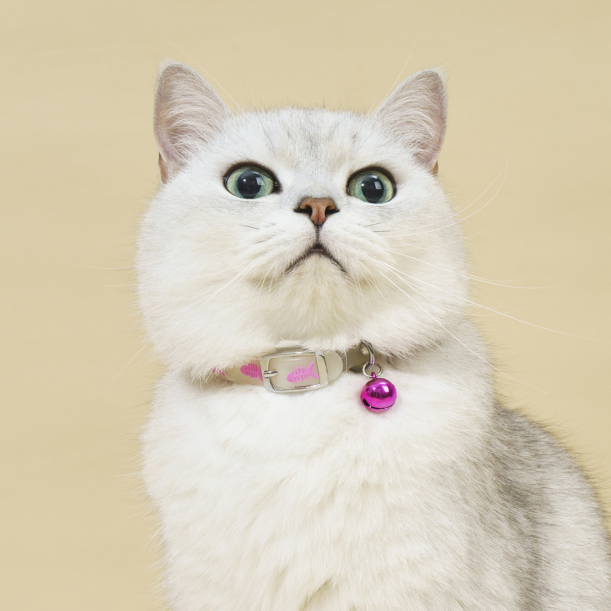 Pet decoration products: Fluorescent silicone collars for cats and dogs with small fish patterns and bells to prevent loss at night pic 2