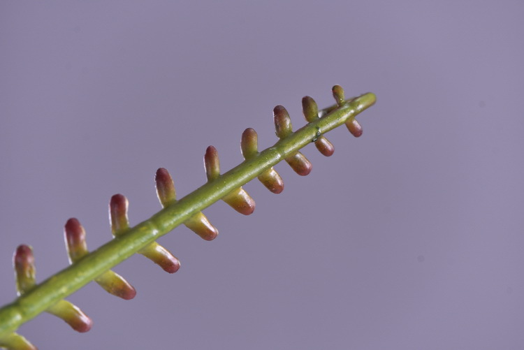 Factory direct sales of artificial green plants wholesale, artificial fern leaves, peacock fern, home banquet, homestay, wedding artificial plants, Lanjin artificial ferns pic 21