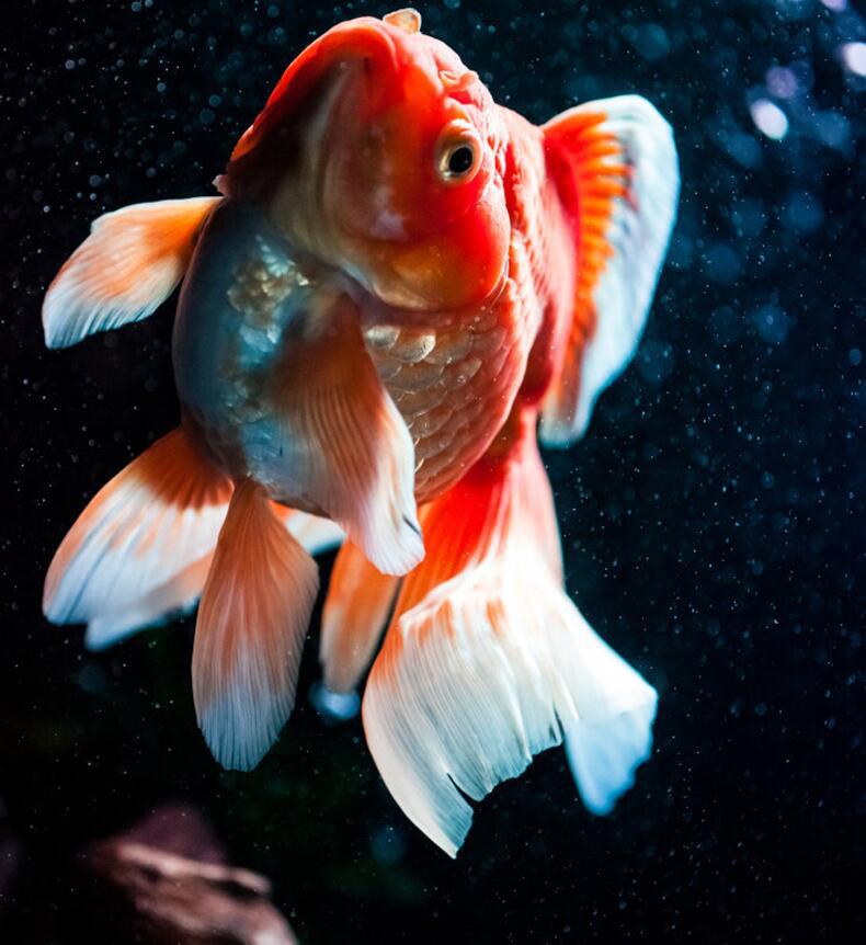 Aquarium oxygenation pump, oxygen gas pump, oxygen flushing pump, white bubble stone, gas stone, cylindrical oxygenation pump accessories pic 3