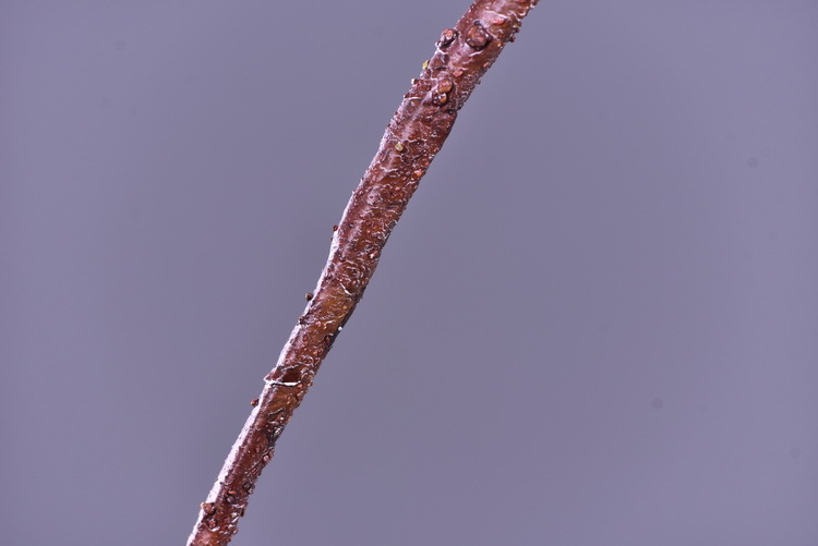 Wholesale of original factory imitation pine needles, home furnishing mall, wedding Zen-themed imitation plant decorative items, imitation pine branches pic 10