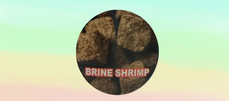 批发宝杰FD Brine shrimp冻干丰年虾做出口贸易鱼饲料鱼粮鱼食详情6