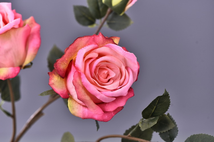 Factory wholesale of 5-head simulated rose with charred edges, retro Greek rose, living room, hotel and homestay photography props rose pic 46