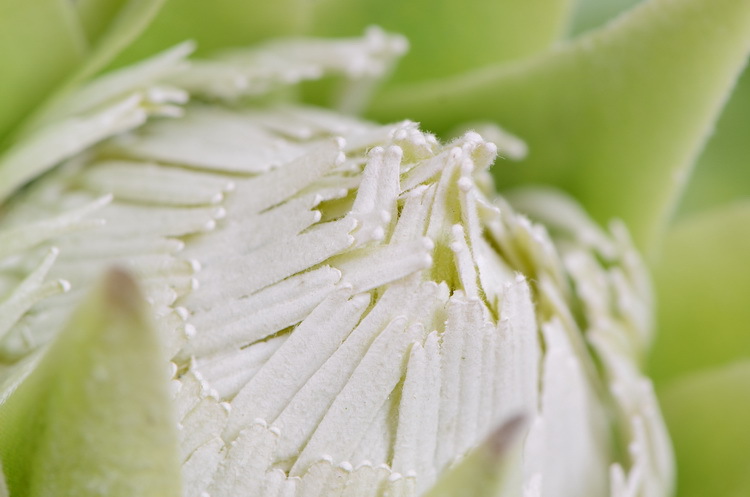 Dongli Flower Industry Factory offers direct sales and wholesale of tropical flowers, including simulated little emperor flowers, Nordic minimalist living room and home decoration simulated flowers, as well as entrance and table flowers pic 12