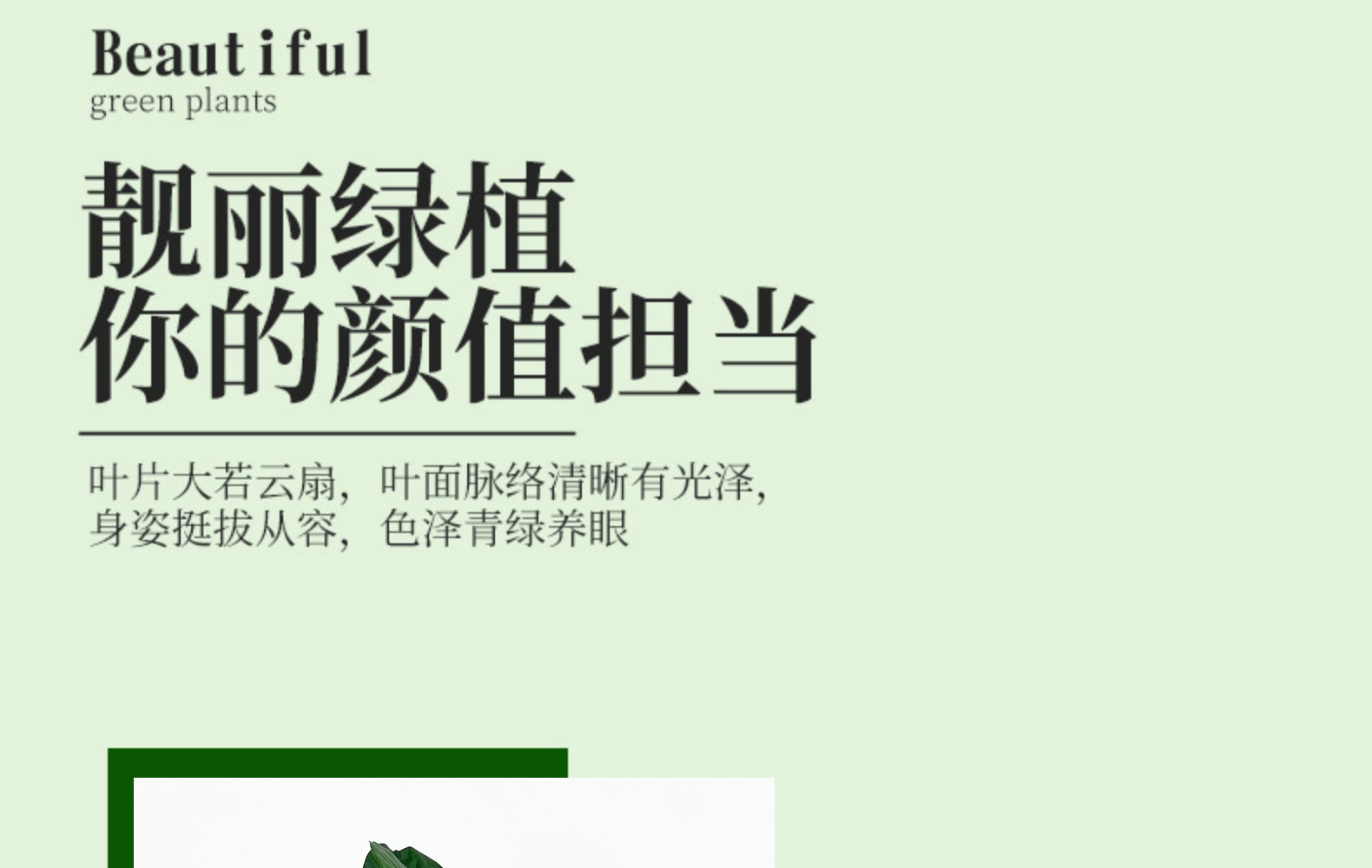 北欧风仿真琴叶榕盆栽 室内客厅装饰 大型仿真植物摆件橱窗布景详情7
